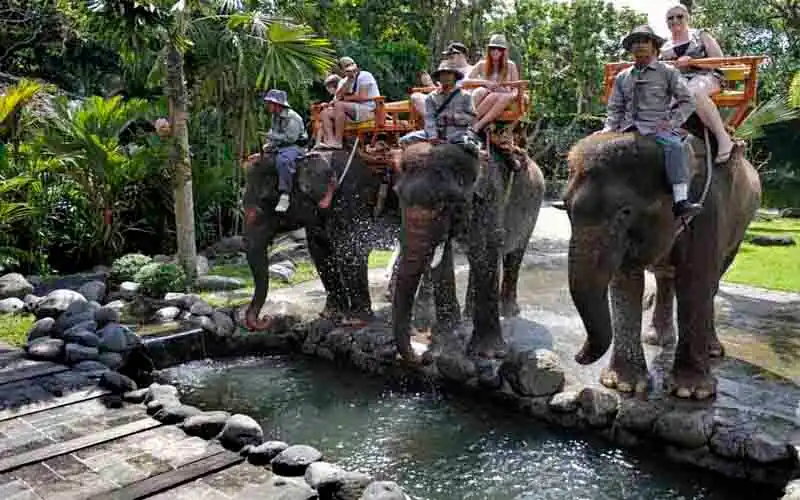 elephant ride